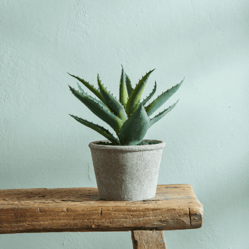 Image showing the Aloe Succulent product.
