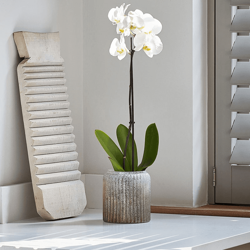 Verre Planter, D15cm, Gold