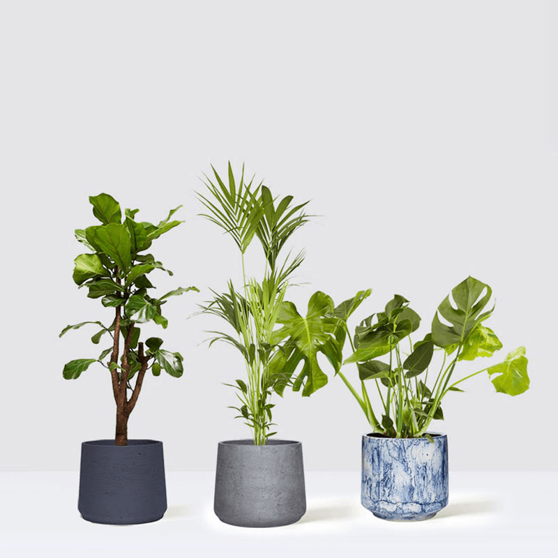 Chaz, Fidel and Big Ken large plants and pots set, 21 x 80cm