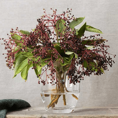 Image showing the Florabundance Tulip vase, H18.5cm, Clear product.
