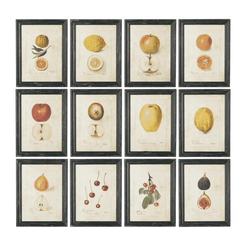Image showing the Anatomical Fruit Set of 12 framed prints, 38 x 50cm product.
