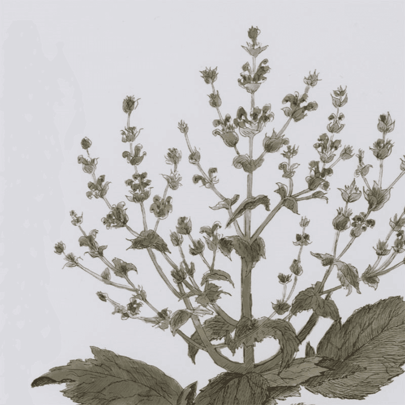 Clipsham Botanical Art, Aethiopis