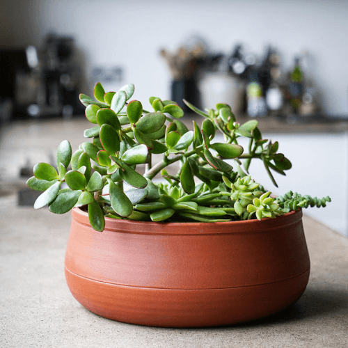 Image showing the Kew Temperate House Handthrown Statement Bowl, D38cm, Burnt Umber product.
