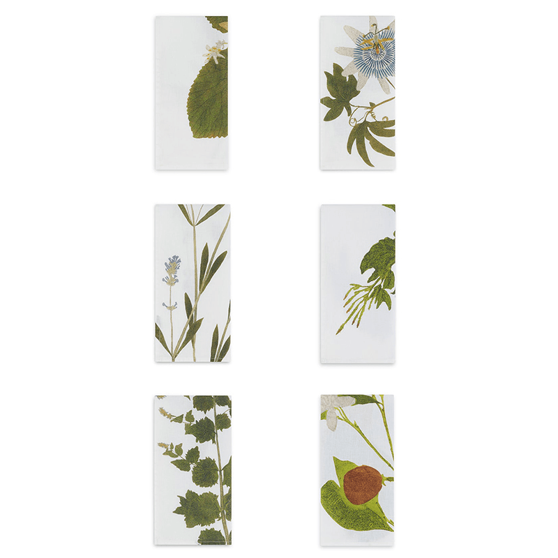 Herbarium Tisane Set of 6 Napkins, L50 x 50cm, Multi