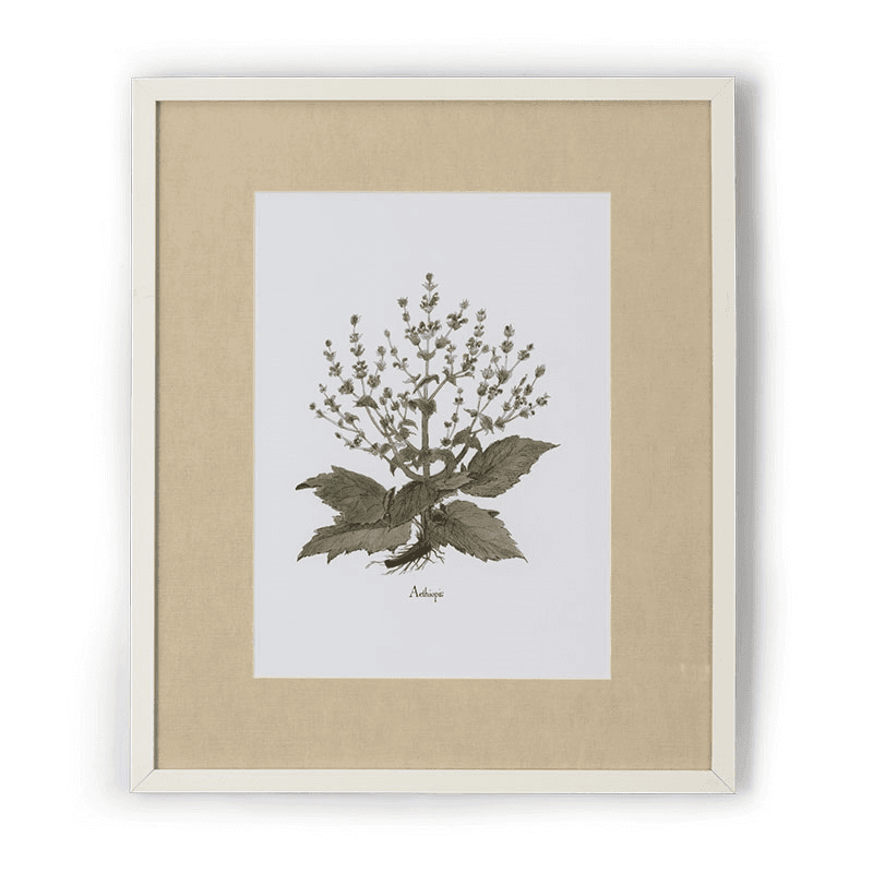 Clipsham Botanical Art, Aethiopis