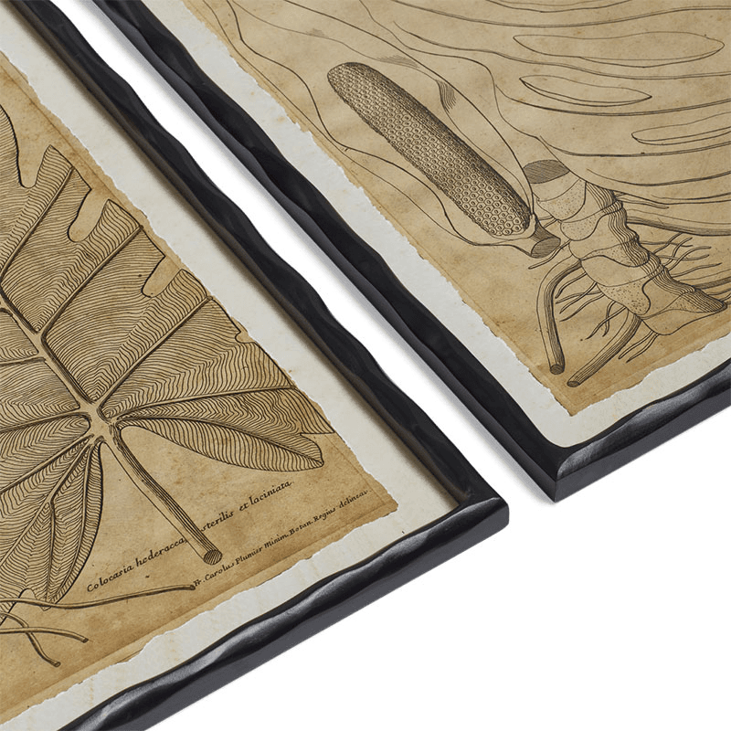 Basilius Set of 4 Framed Leaf Prints, Natural