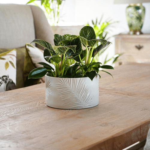 Image showing the Kew Botanical Retreat Stoneware Sago Palm Bowl, D24cm, Cream product.