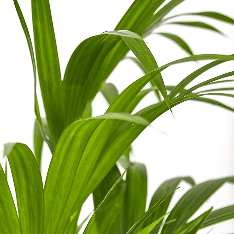 Big Ken the kentia palm with green fractured pot, 29 x 170cm