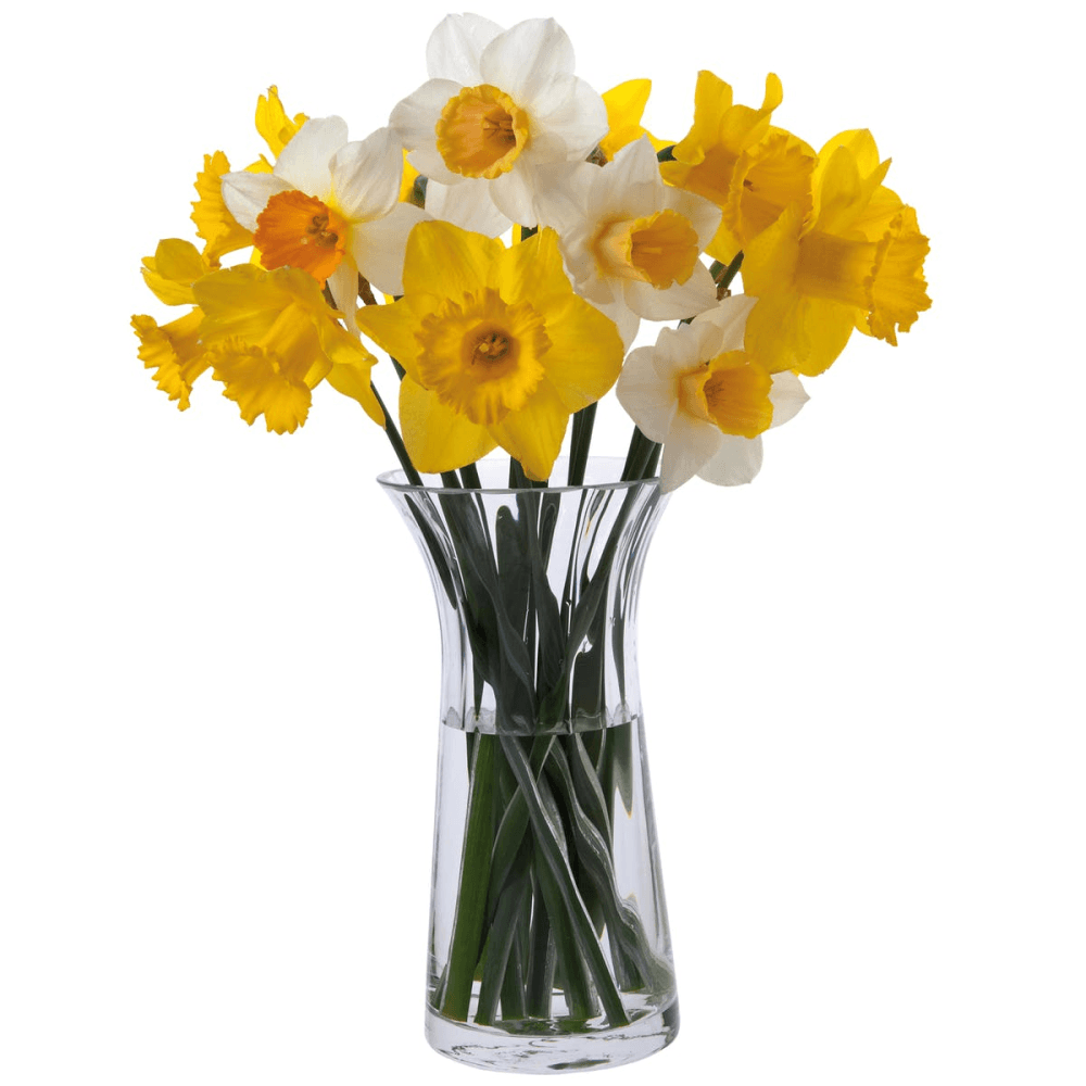 Florabundance Daffodil vase, H22.5cm, Clear