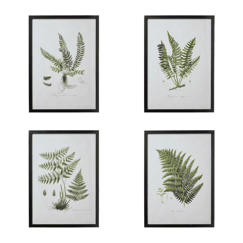 Set of 4 fern framed prints, W54 x H74cm