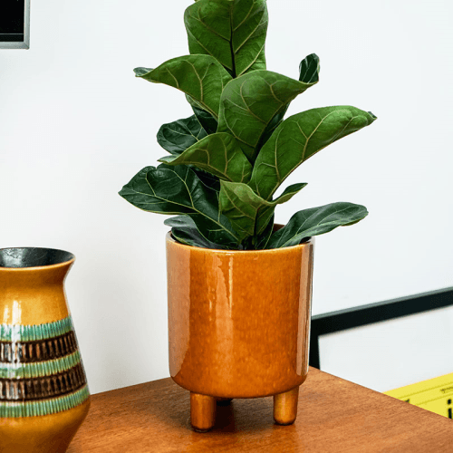 Image showing the Pisa Planter, H16 x W19 x D19cm, Mustard product.