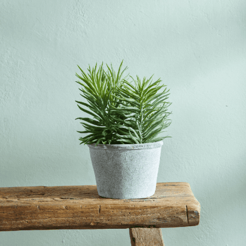 Image showing the Sedum Succulent product.