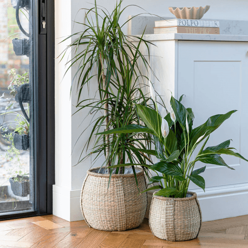 Image showing the Pando Set of 2 Seagrass Baskets, Natural product.