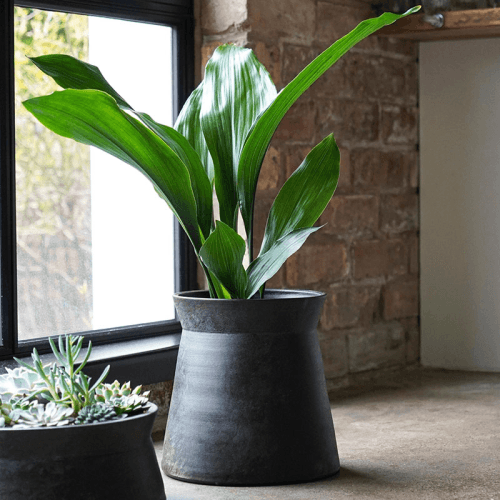 Image showing the Kew Eclectic Orangery Handthrown Planter, D27cm, Bronze product.