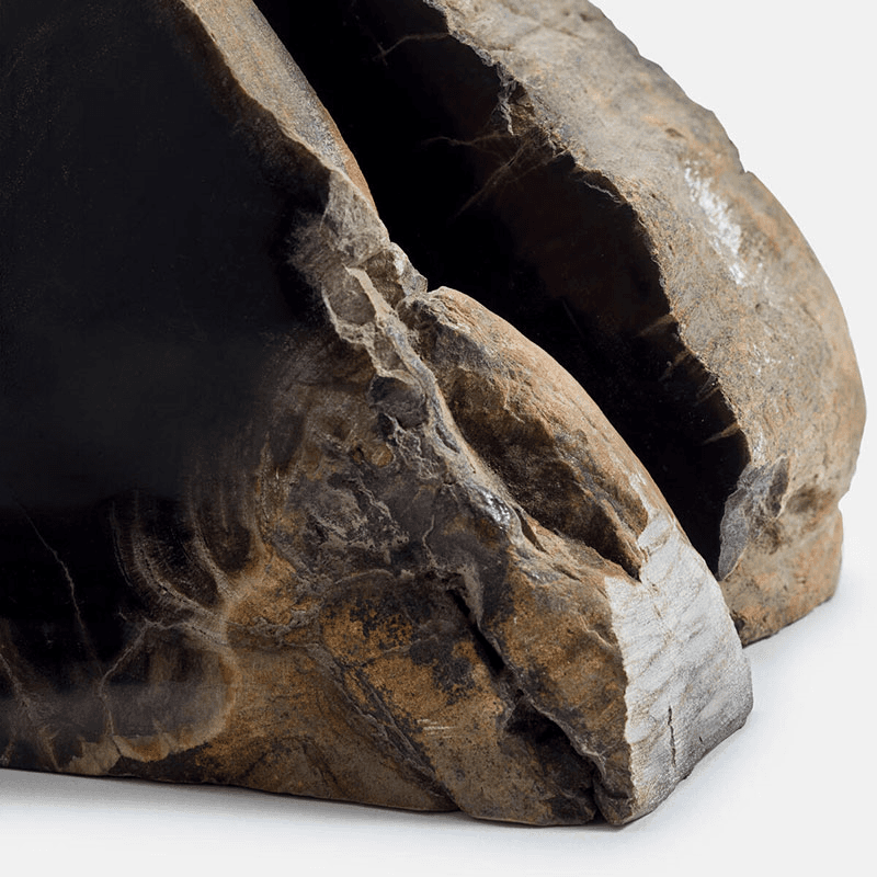 Balfern Petrified Wood Bookends, H15 x W22cm, Black