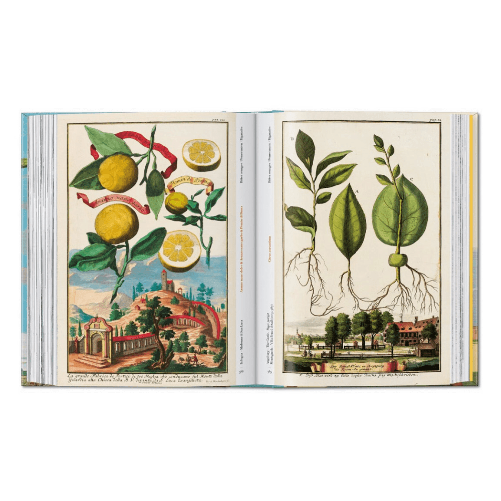 Volkamer: The Book of Citrus Fruits