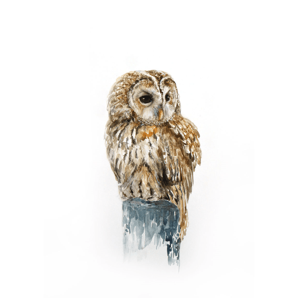 Tawny Owl' Framed