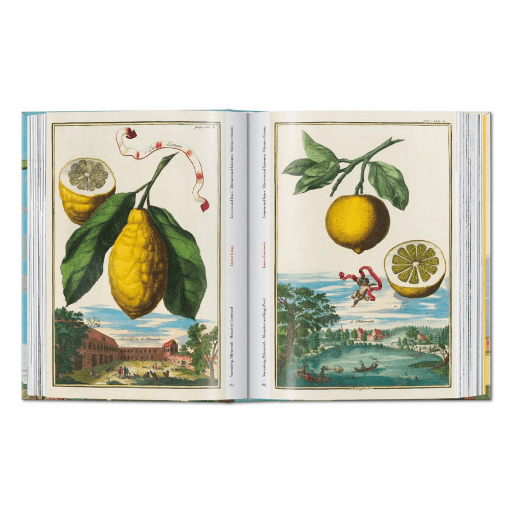 Volkamer: The Book of Citrus Fruits