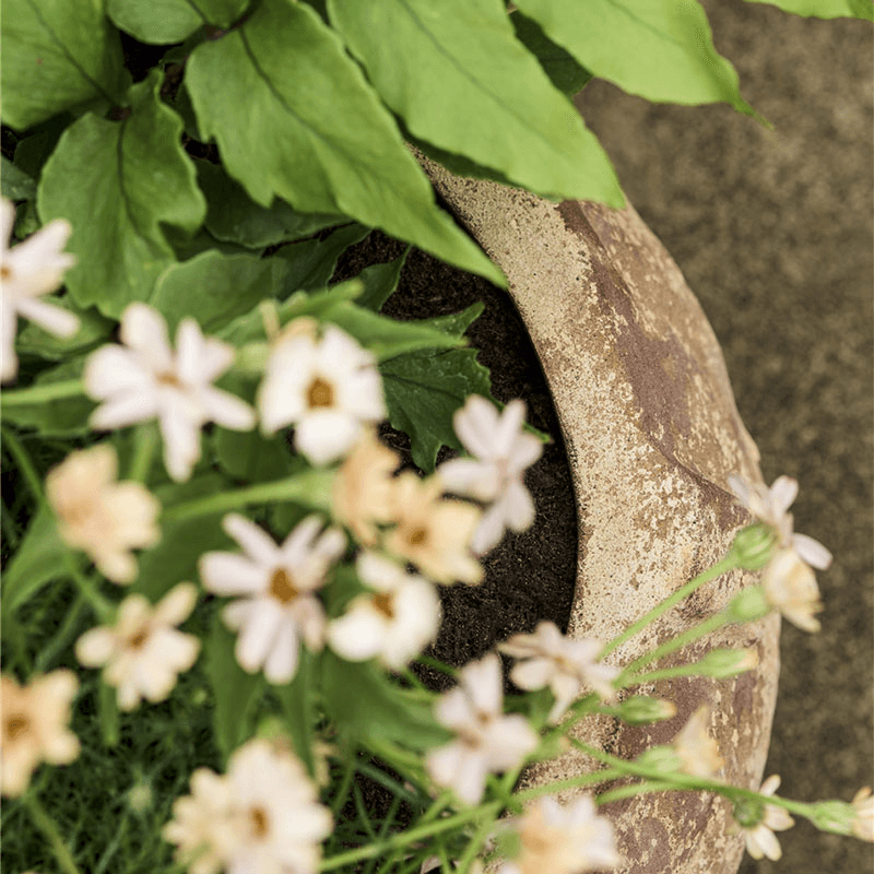 Calstone Wide Planter