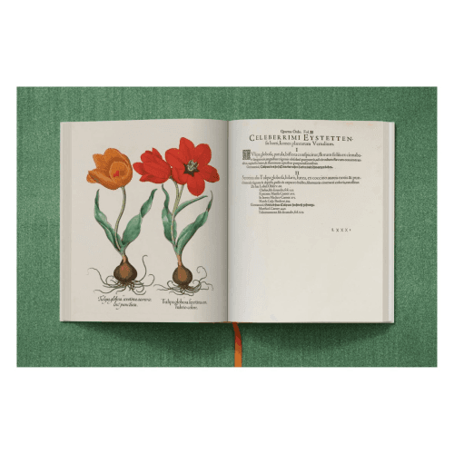 Image showing the Basilius Besler: The Garden at Eichstatt product.