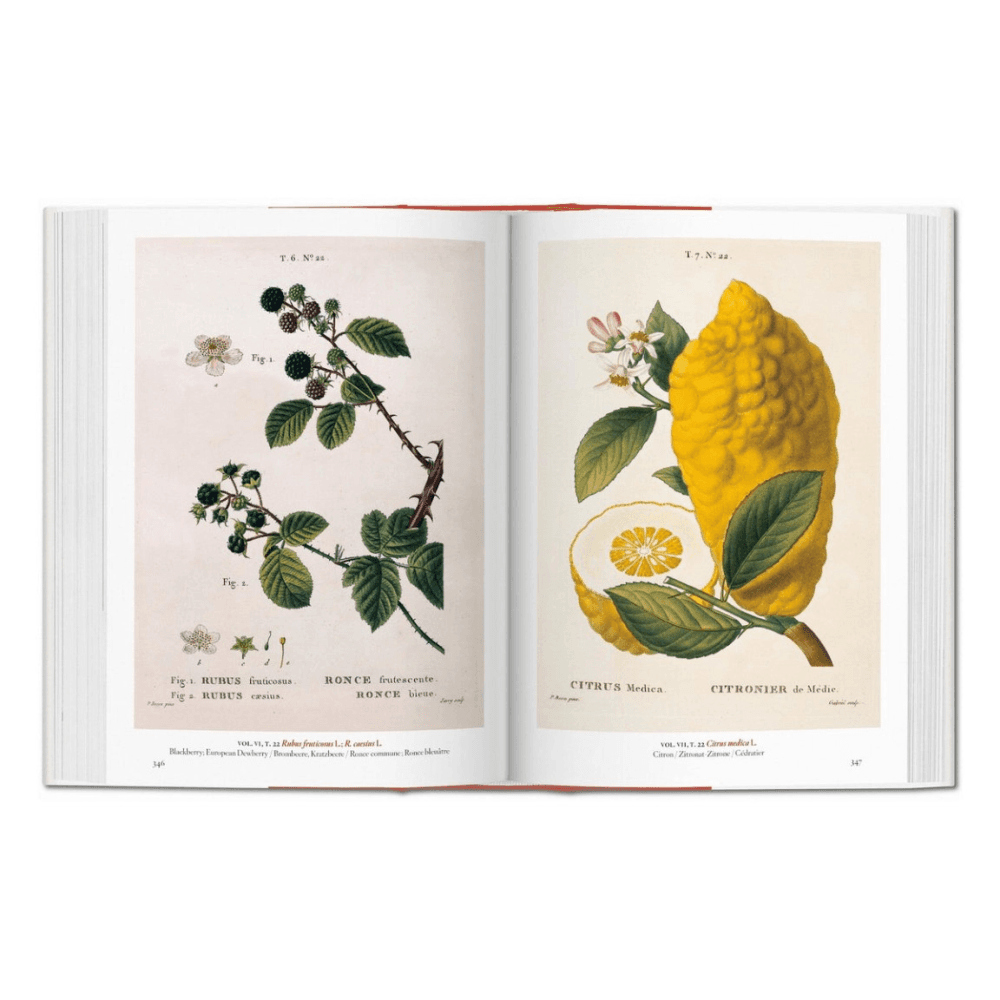 A Garden Eden: Masterpieces of Botanical Illustration