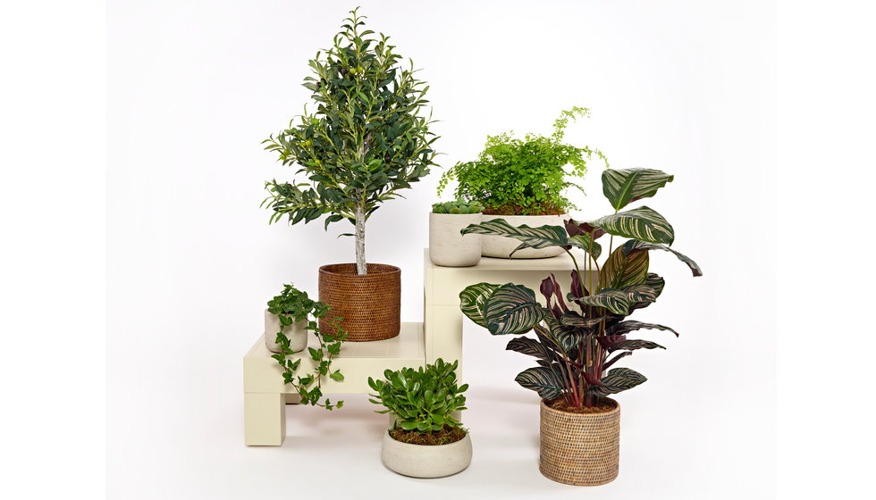 A selection of indoor and outdoor garden pots for the home, to add to your gift list. 